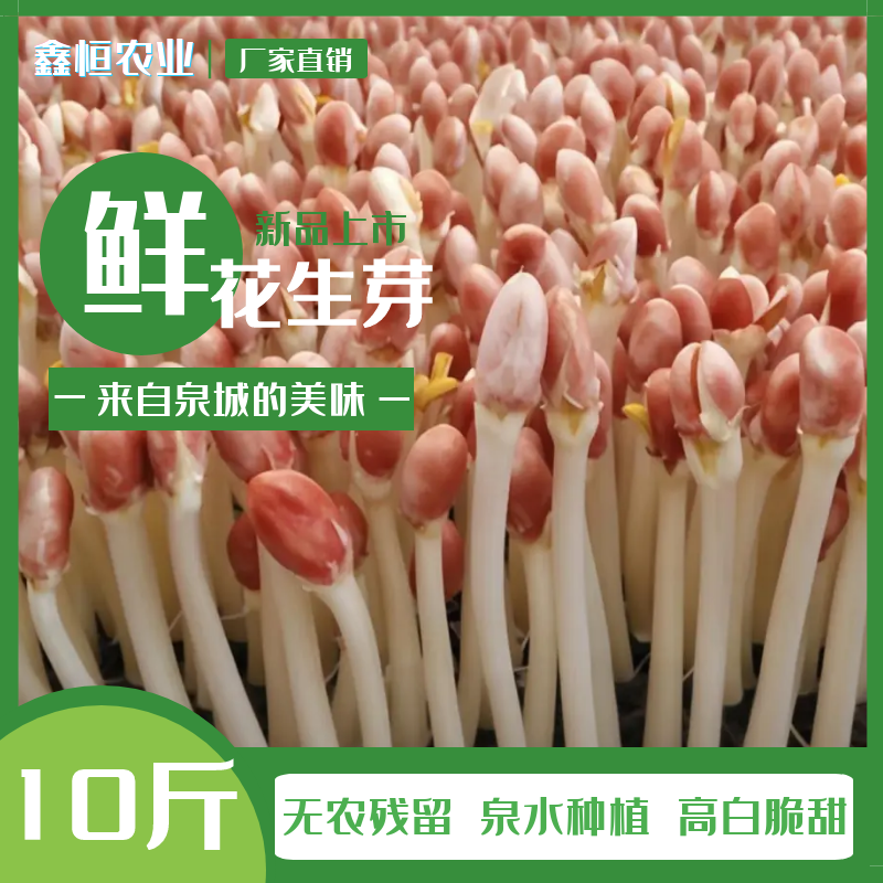 花生芽万寿果芽健康食品芽苗菜轻食减肥涮火锅