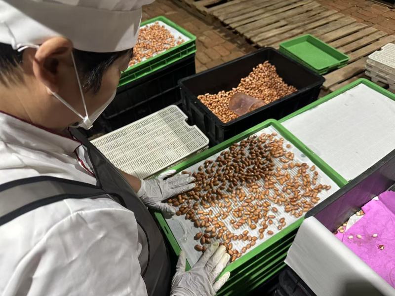 花生芽万寿果芽健康食品芽苗菜轻食减肥涮火锅