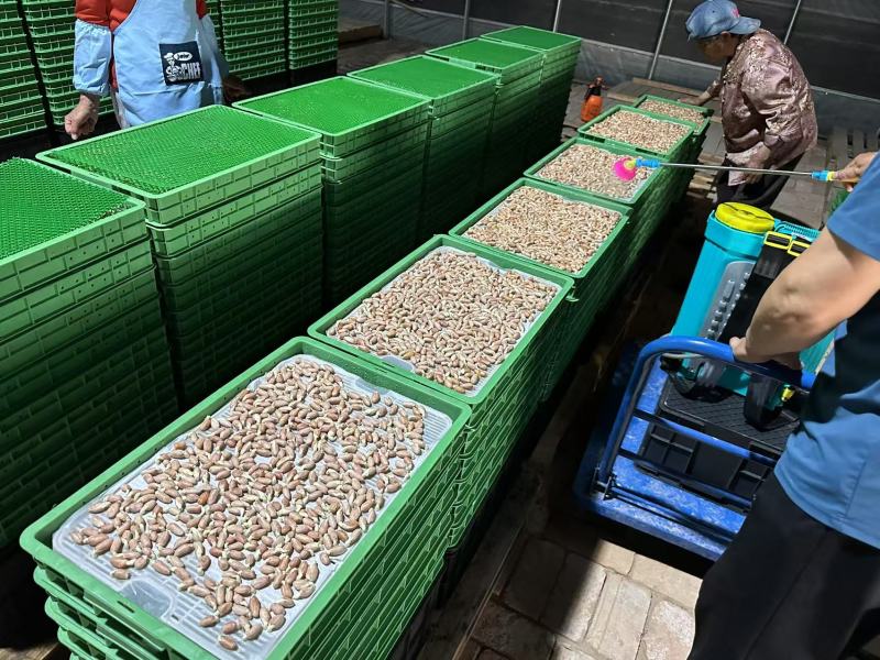 花生芽万寿果芽健康食品芽苗菜轻食减肥涮火锅