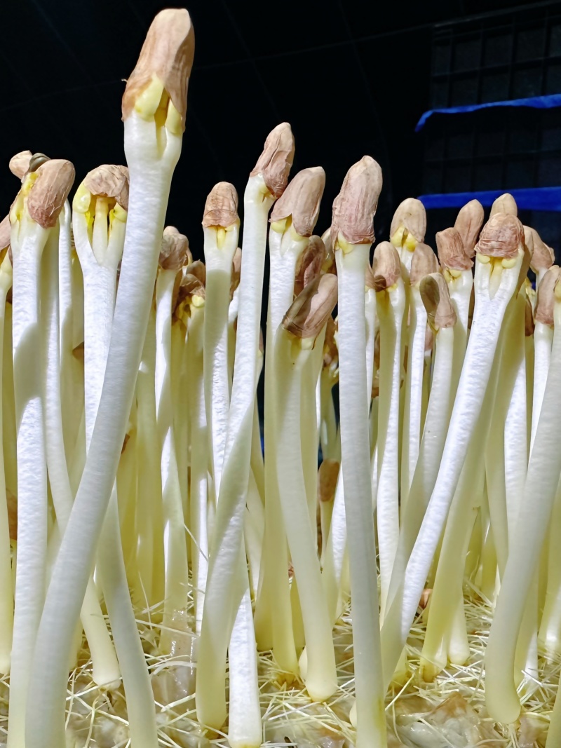 花生芽万寿果芽健康食品芽苗菜轻食减肥涮火锅