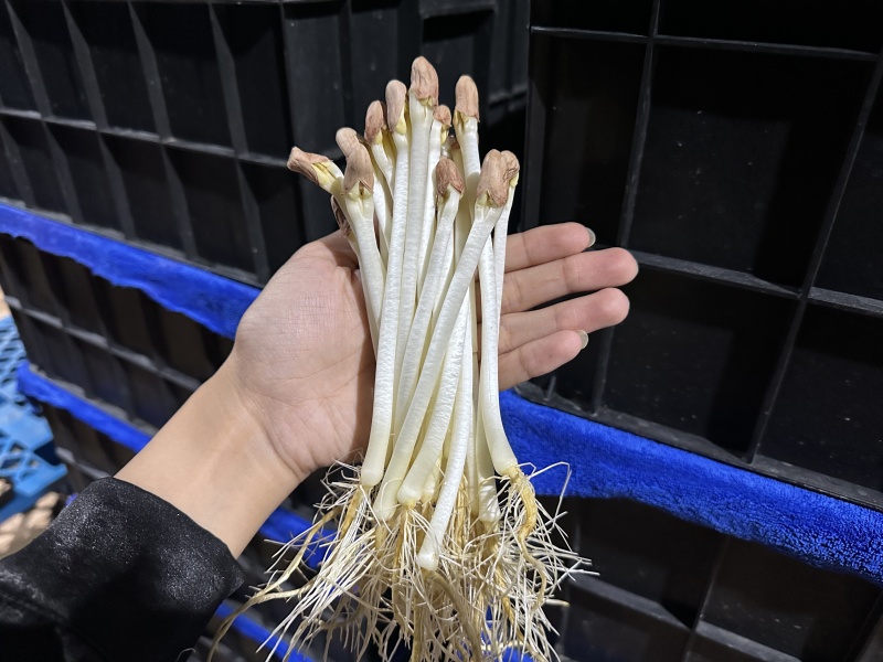 花生芽万寿果芽健康食品芽苗菜轻食减肥涮火锅