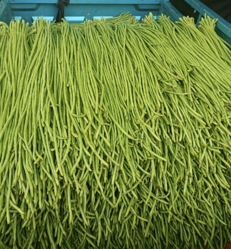 青条豆角，批发豆角，对接各大市场，欢迎咨询，量大可议价