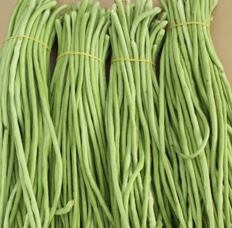 青条豆角，批发豆角，对接各大市场，欢迎咨询，量大可议价