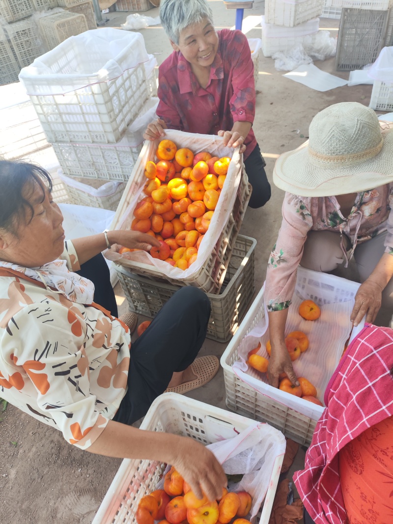蜜桃蟠桃系列青州蜜冬桃油桃专业代办电商蒙阴6