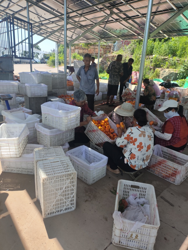 蜜桃蟠桃系列青州蜜冬桃油桃专业代办电商蒙阴6