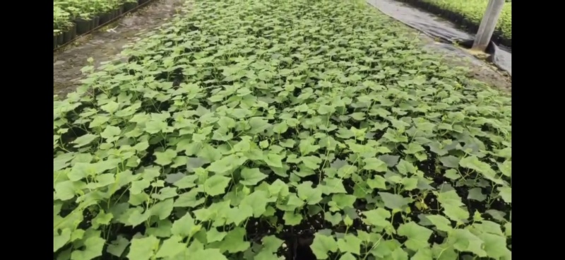 三号主培吊瓜苗