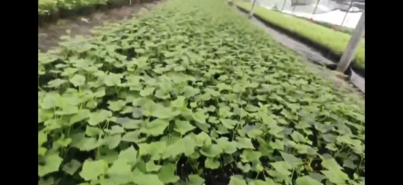 三号主培吊瓜苗