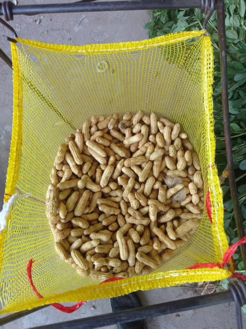 鲜花生价格实惠，欢迎沟通，全国发货