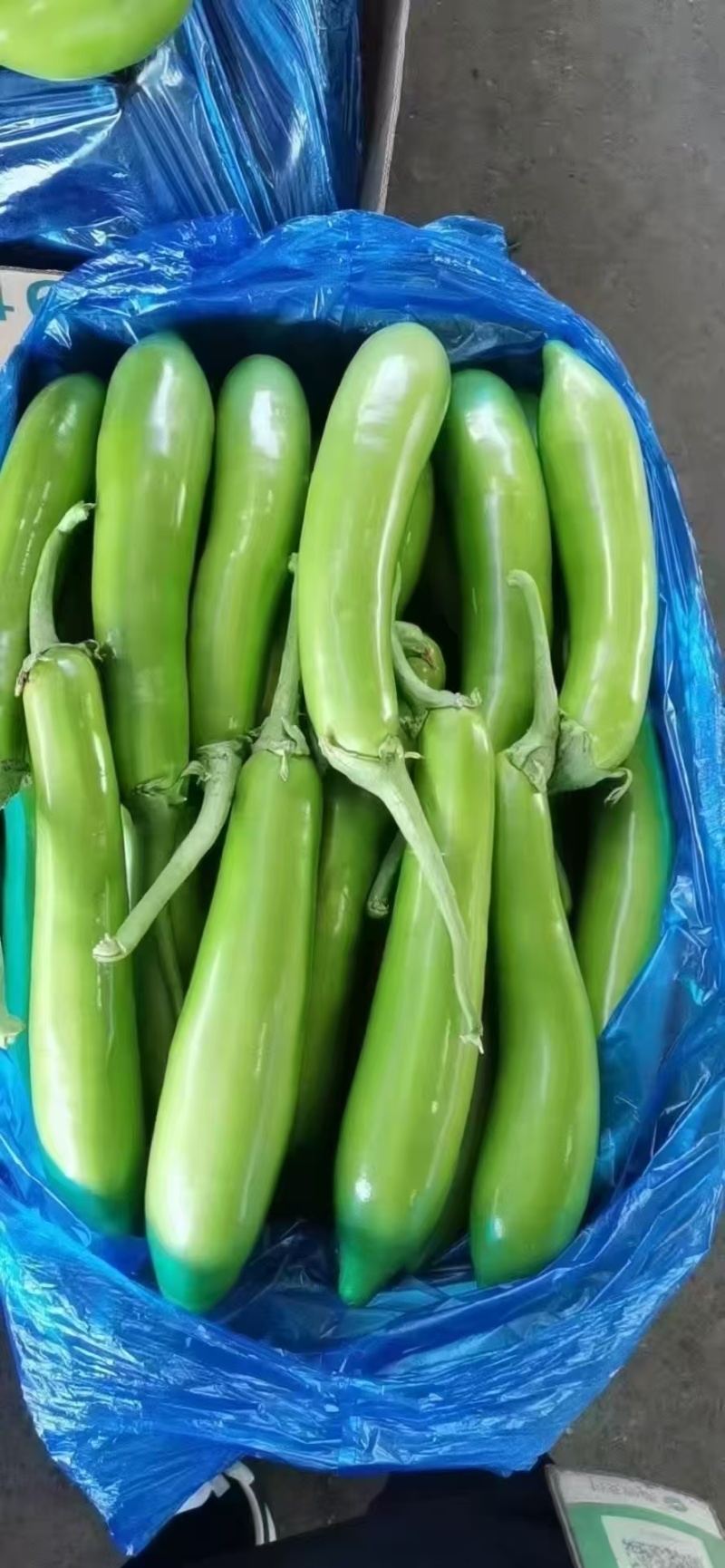 江苏精品青茄，保质保量大量有货，欢迎订购