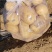 河北黄心土豆大量供应，对接电商，市场商超品质保障