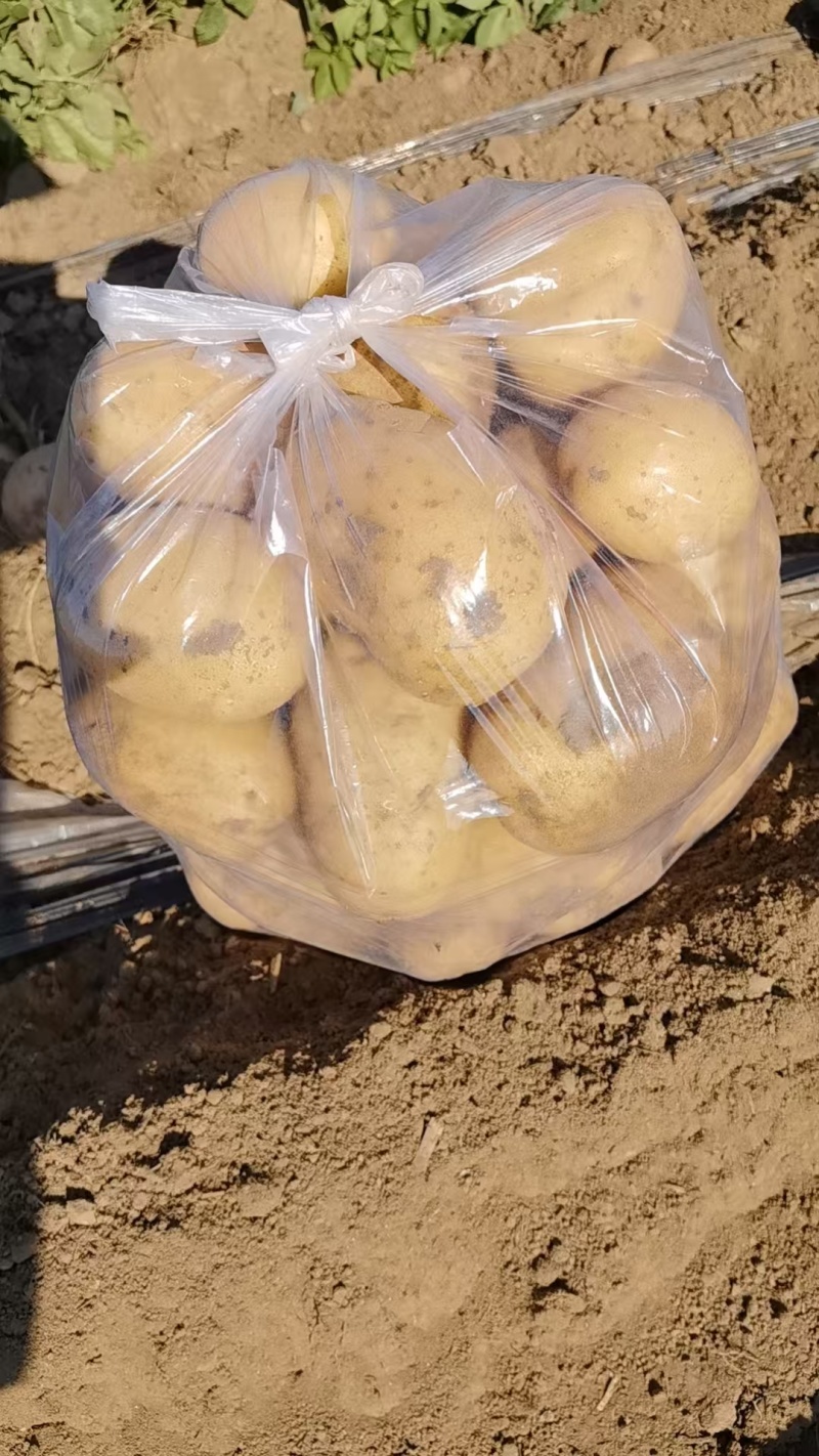 河北黄心土豆大量供应，对接电商，市场商超品质保障