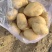 河北黄心土豆大量供应，对接电商，市场商超品质保障