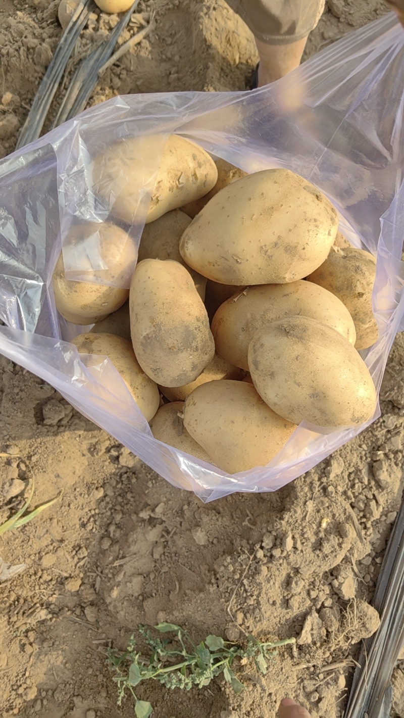 河北黄心土豆大量供应，对接电商，市场商超品质保障