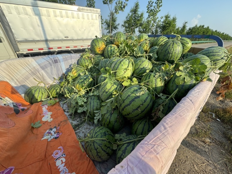 淮南精品美都西瓜露天西瓜麒麟西瓜脆甜多汁糖度高大棚美都