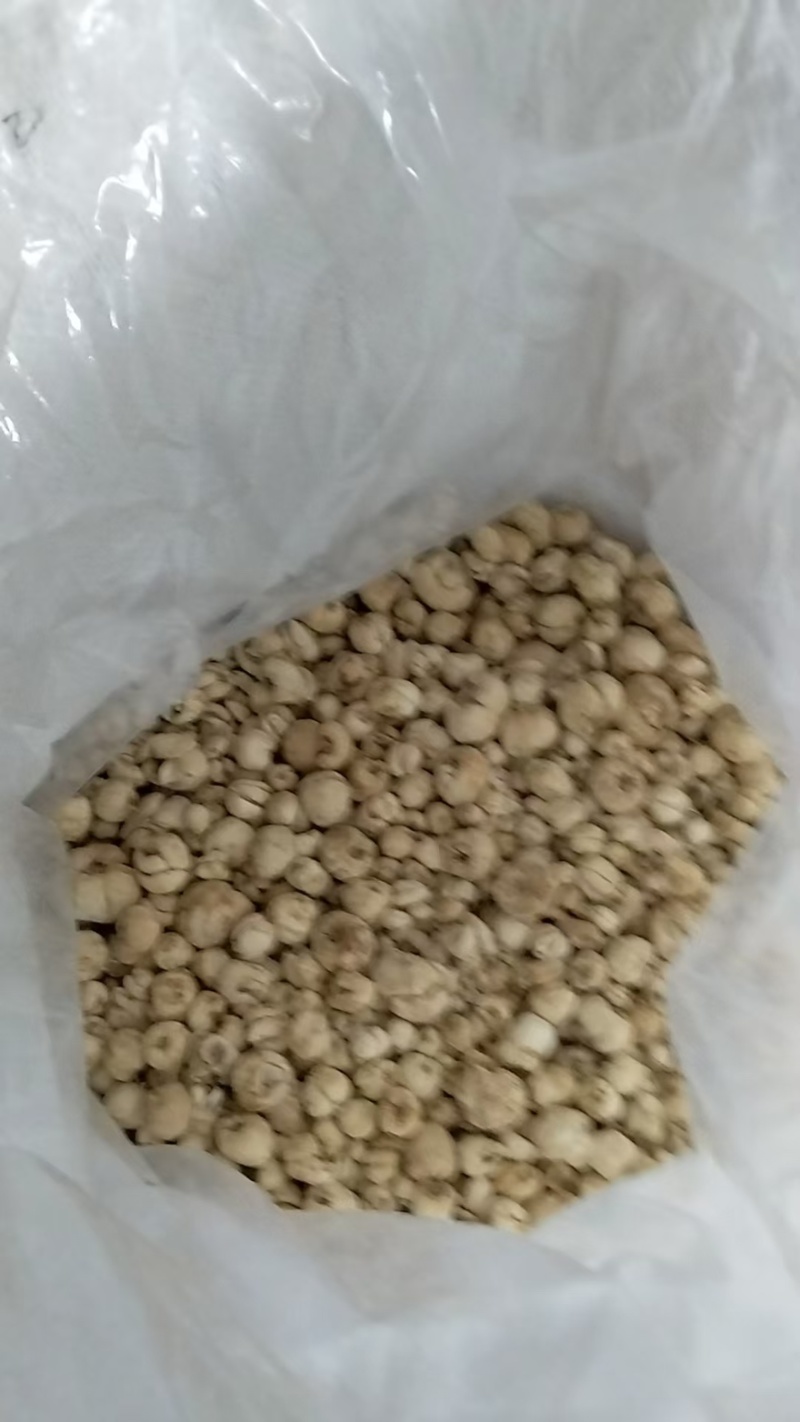 【实力】重庆太白贝母商品产地直销量大从优可视频看货