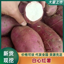 精品红薯白心红薯口感面甜白心黄心红薯对接全国市场