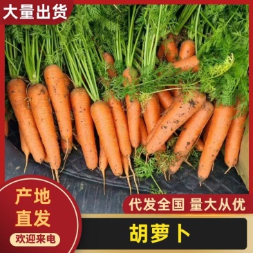 胡萝卜河北正定产地直发胡萝卜毛货价格实惠