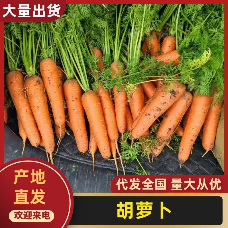 胡萝卜河北正定产地直发胡萝卜毛货价格实惠
