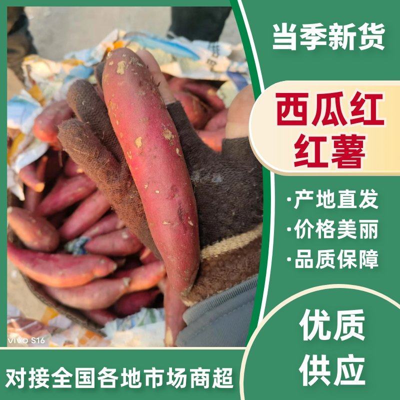 西瓜红红薯河南开封产地直发沙地红薯蜜薯量大从优