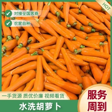 水洗胡萝卜对接全国市场电商可视频看货精品胡萝卜