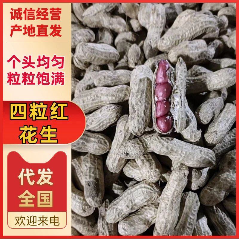 【四粒红】河南开封四粒红花生带壳鲜花生大量上市产地直发