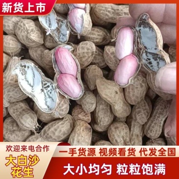 【大白沙花生】精品花生带壳鲜花生代发全国大白鲨花生