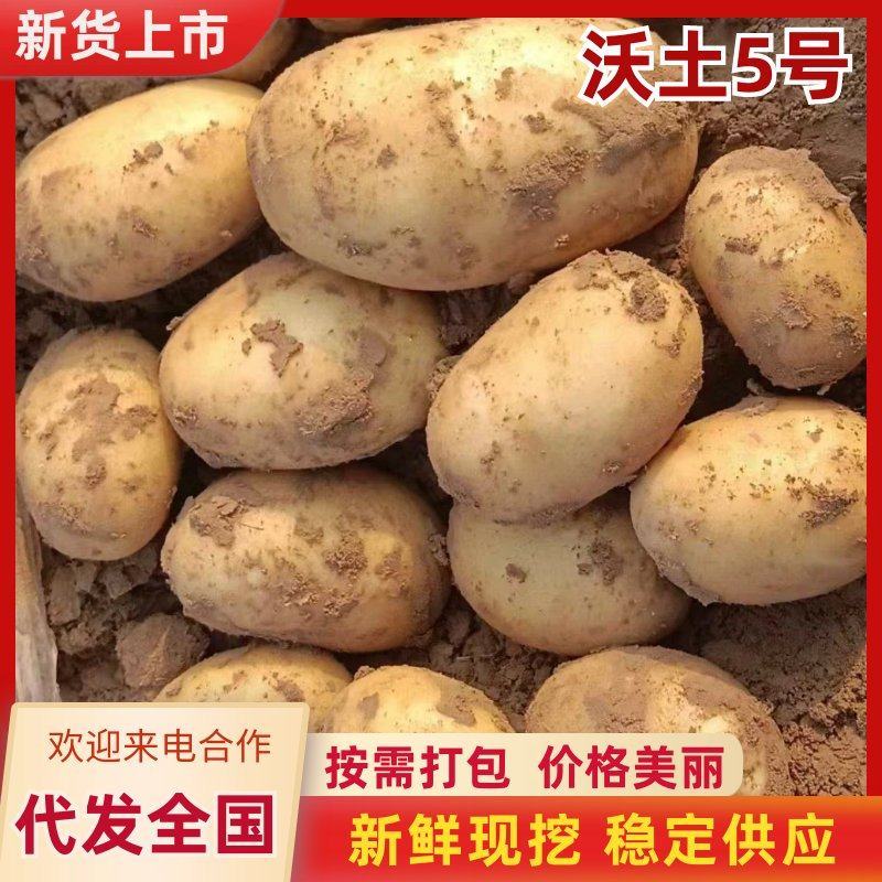 【精品土豆】沃土5号土豆黄皮黄心土豆产地直发可视频看货