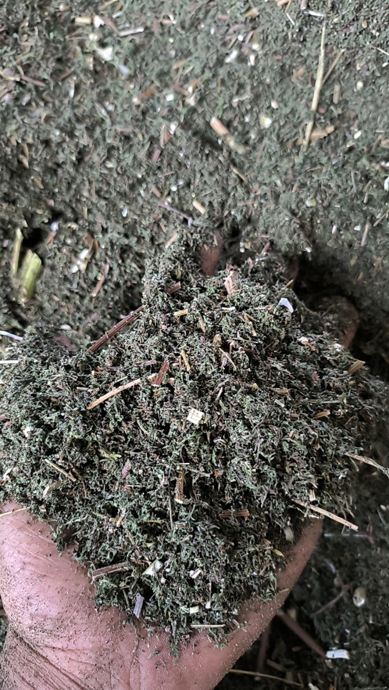 干货青蒿