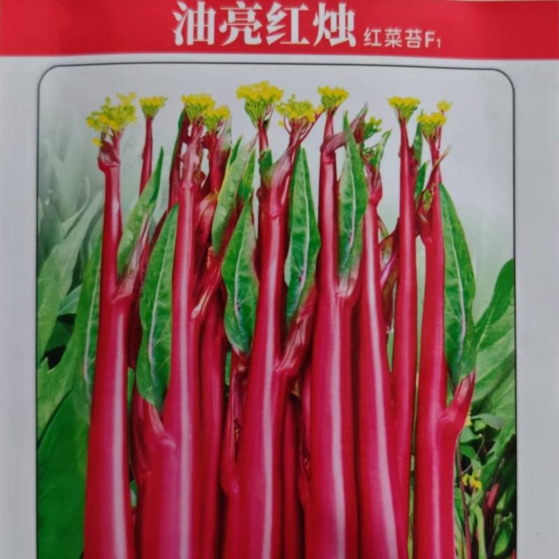 红菜苔种子油亮红烛优质菜苔种子小叶粗苔脆甜发苔多多