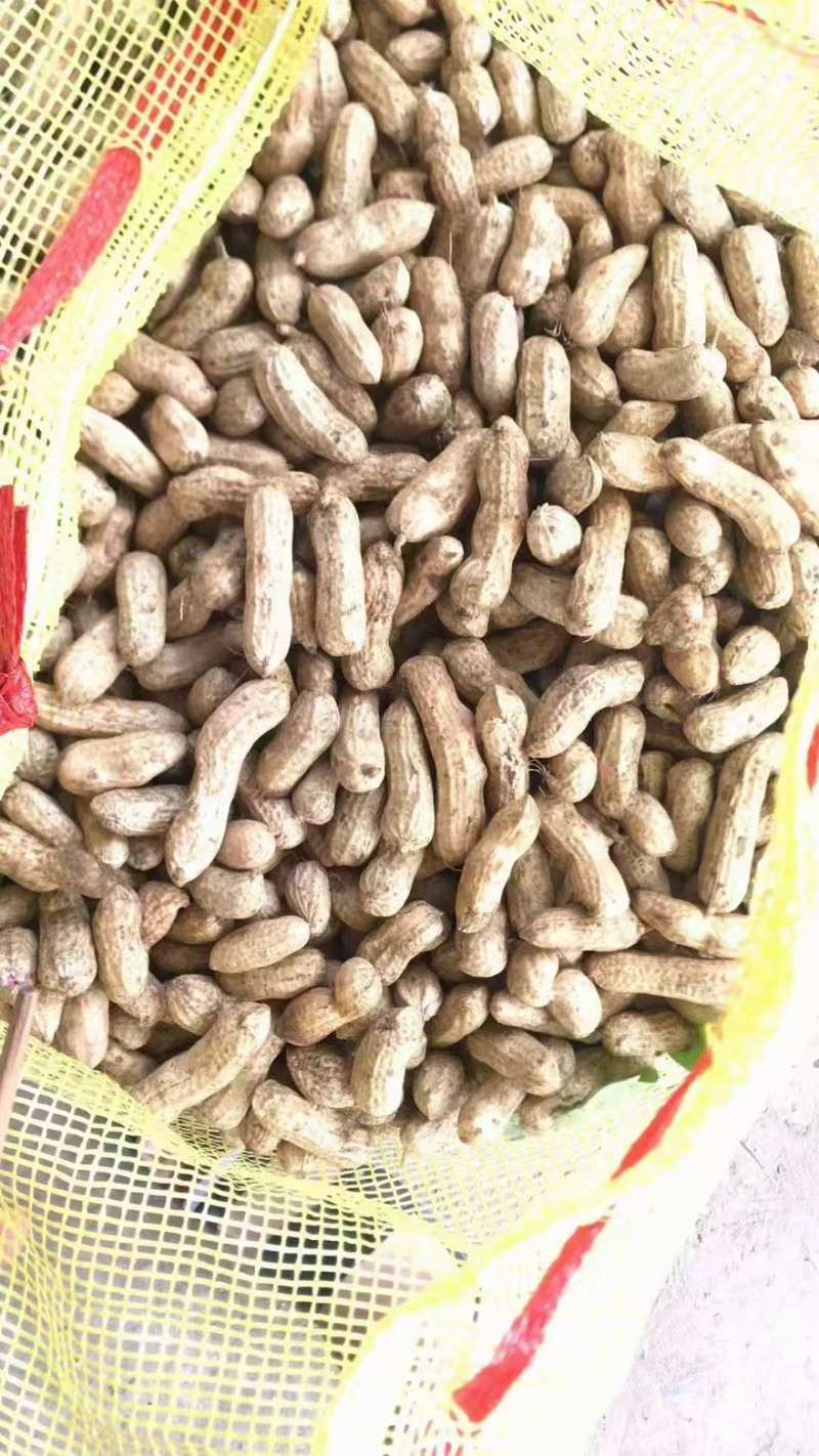 精品四粒红鲜花生产地直供一手货源保质保量