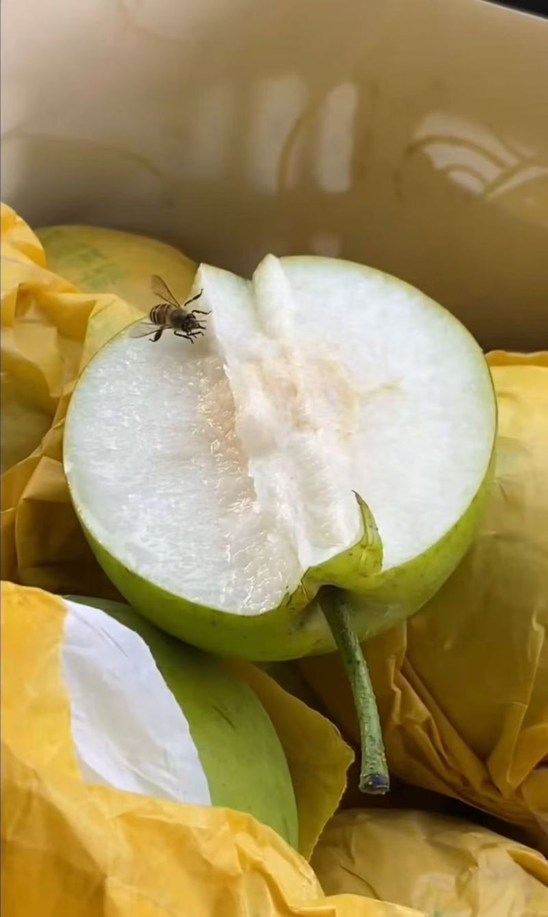 酥脆，翠玉，翠冠梨，圆黄产地一手货源
