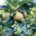 酥脆，翠玉，翠冠梨，圆黄产地一手货源