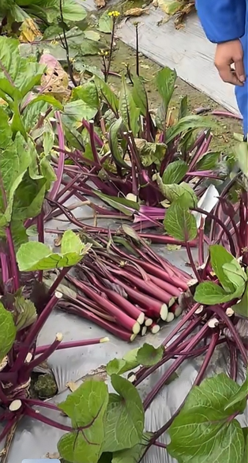 红菜苔种子油亮红烛优质菜苔种子小叶粗苔脆甜发苔多多