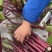 红菜苔种子油亮红烛优质菜苔种子小叶粗苔脆甜发苔多多