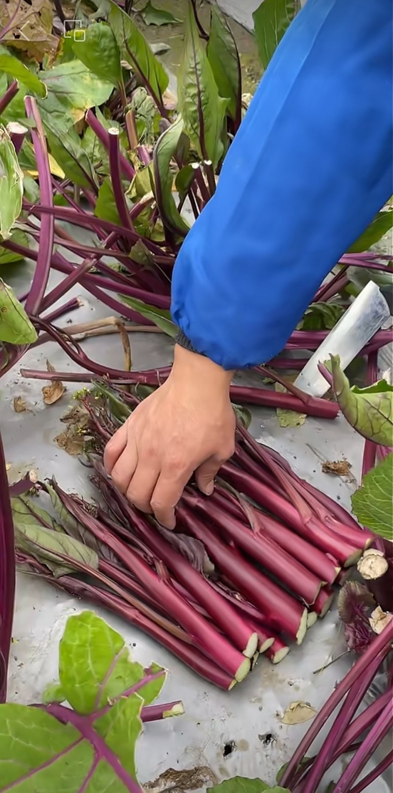 红菜苔种子油亮红烛优质菜苔种子小叶粗苔脆甜发苔多多