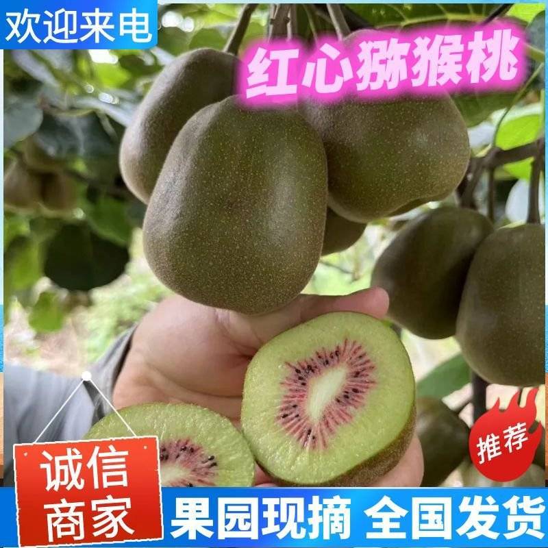 红心猕猴桃/四川猕猴桃/原产地发货/整车批发～电商～商超