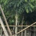 腊肠树