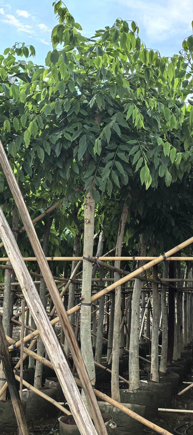 腊肠树