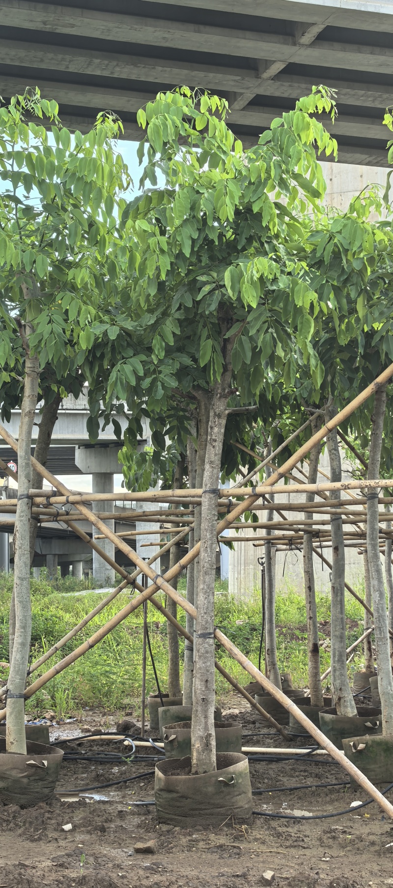 腊肠树