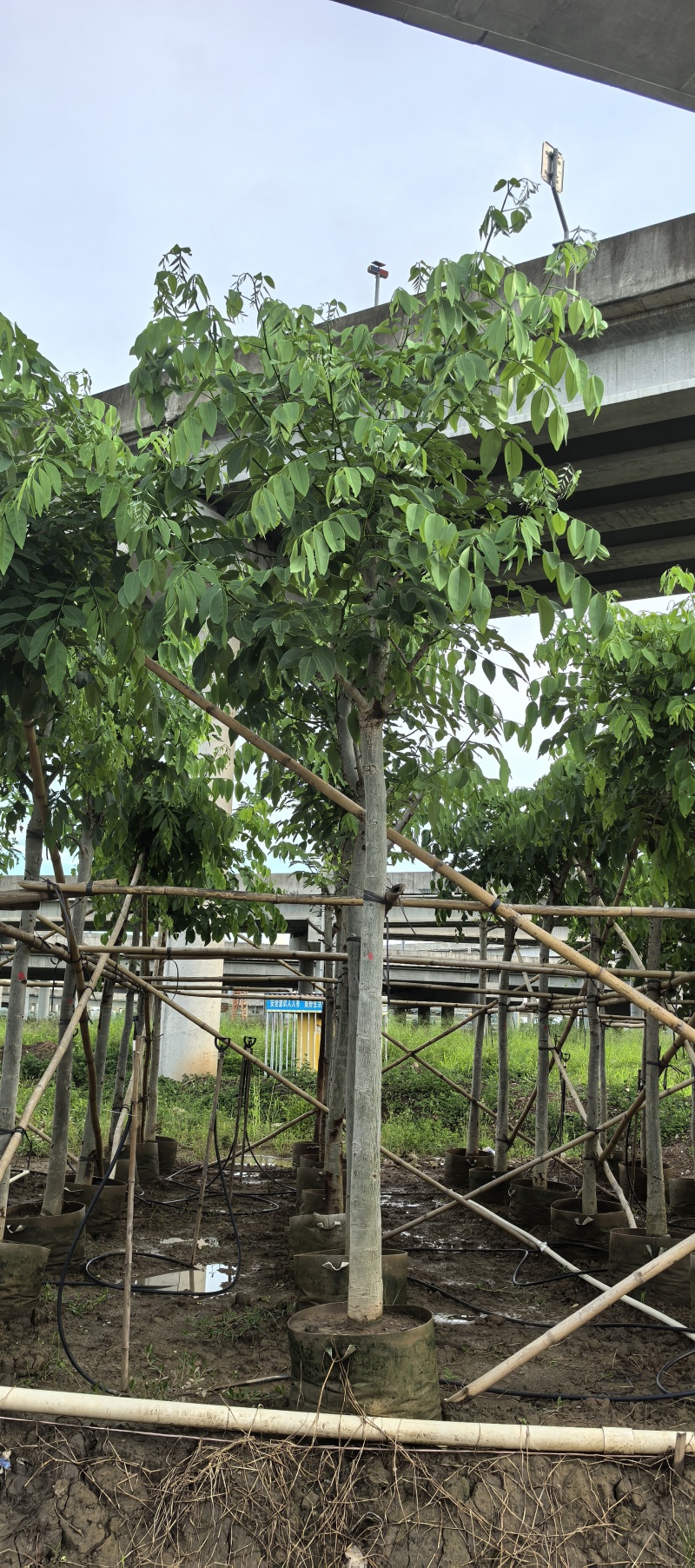 腊肠树