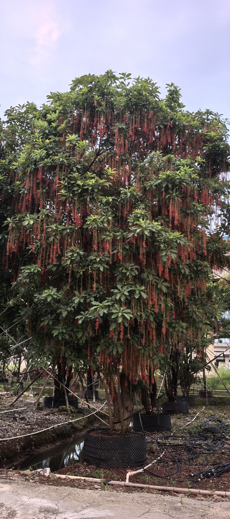 腊肠树