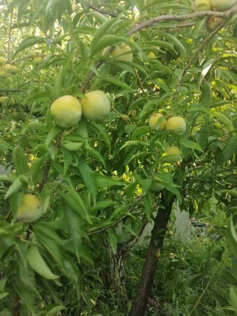 青脆李