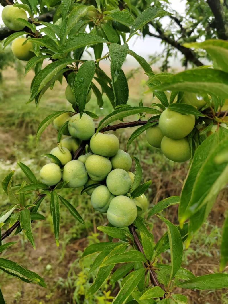 青脆李