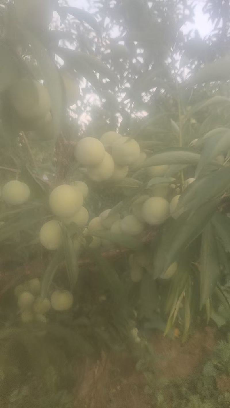 青脆李