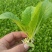 种白菜就选黄心白菜～果蔬两用涮炒生吃均可