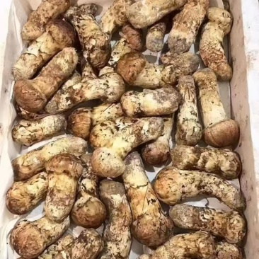 云南野生菌.香格里拉松茸.味道鲜美.口感脆甜.纯野生.