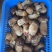 云南野生菌.香格里拉松茸.味道鲜美.口感脆甜.纯野生.