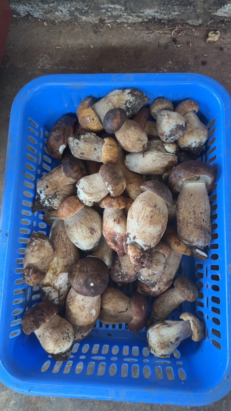 云南野生菌.香格里拉松茸.味道鲜美.口感脆甜.纯野生.