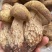 云南野生菌.香格里拉松茸.味道鲜美.口感脆甜.纯野生.