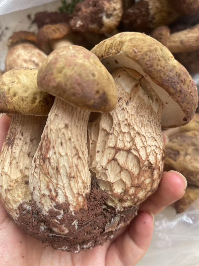 云南野生菌.香格里拉松茸.味道鲜美.口感脆甜.纯野生.